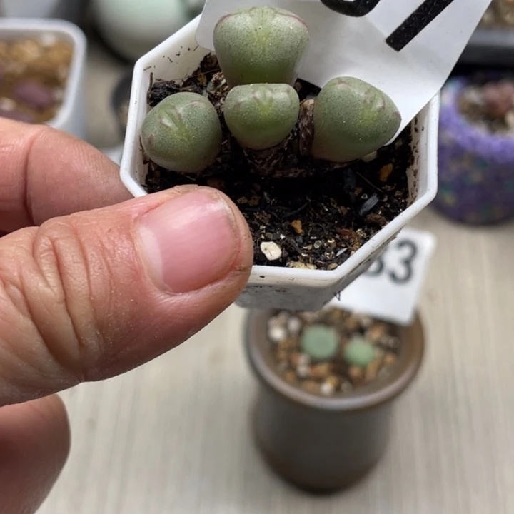 完全开放857流水铜壶红嘴