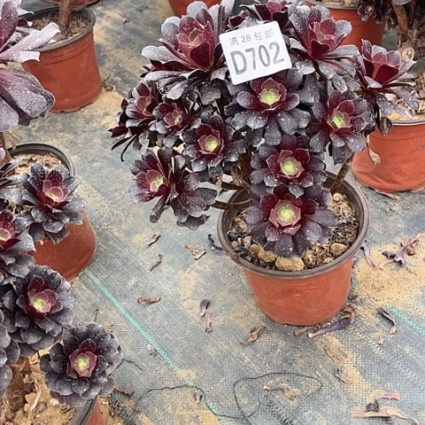 702欧紫不包断枝