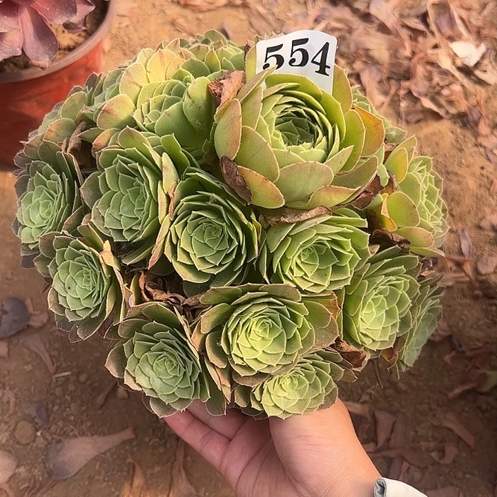 万圣夜多肉植物554.