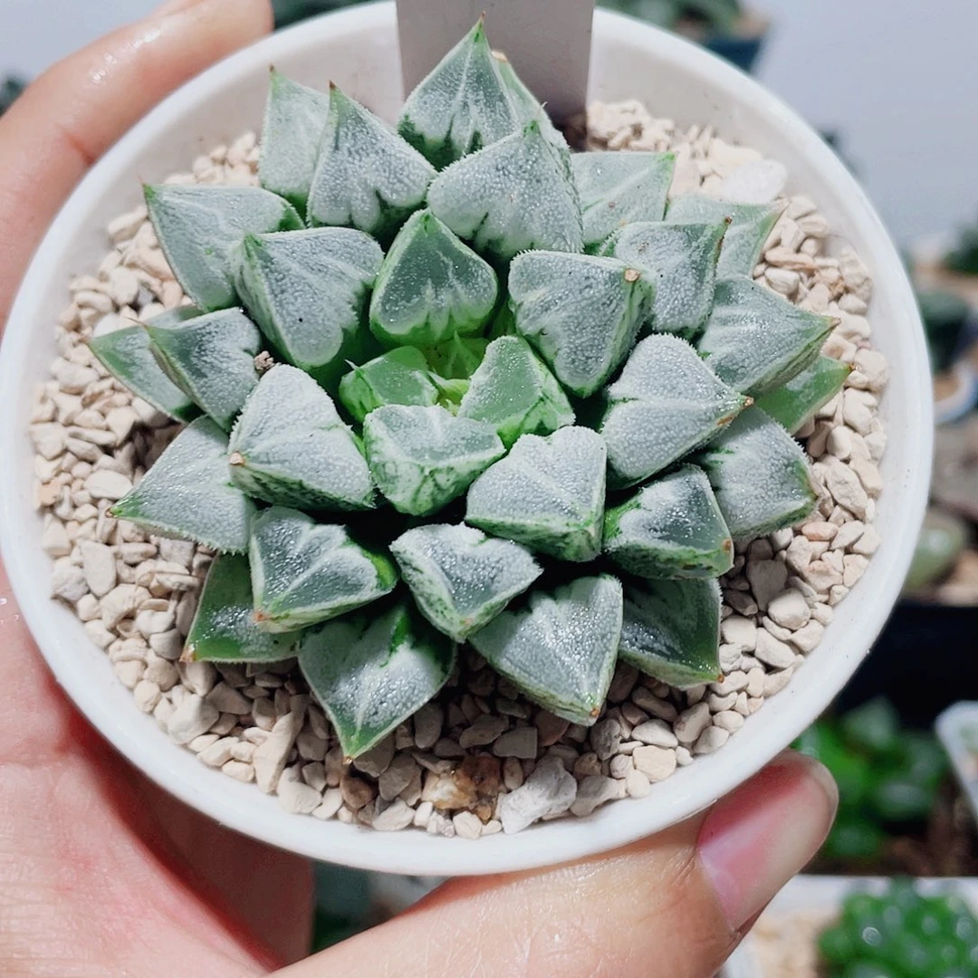 直播间30号母本爱心寿