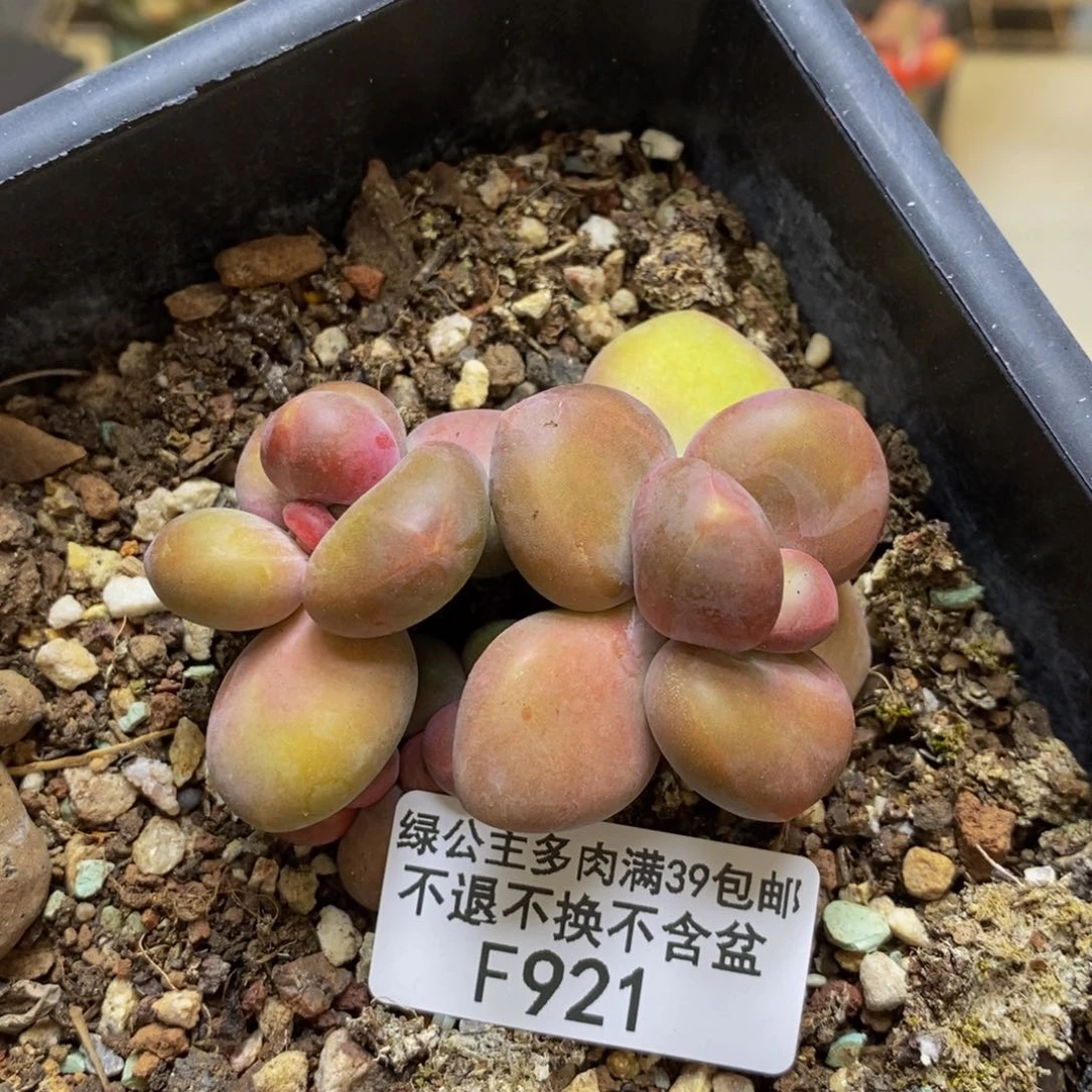 921芒果奶kk奶多肉4c m