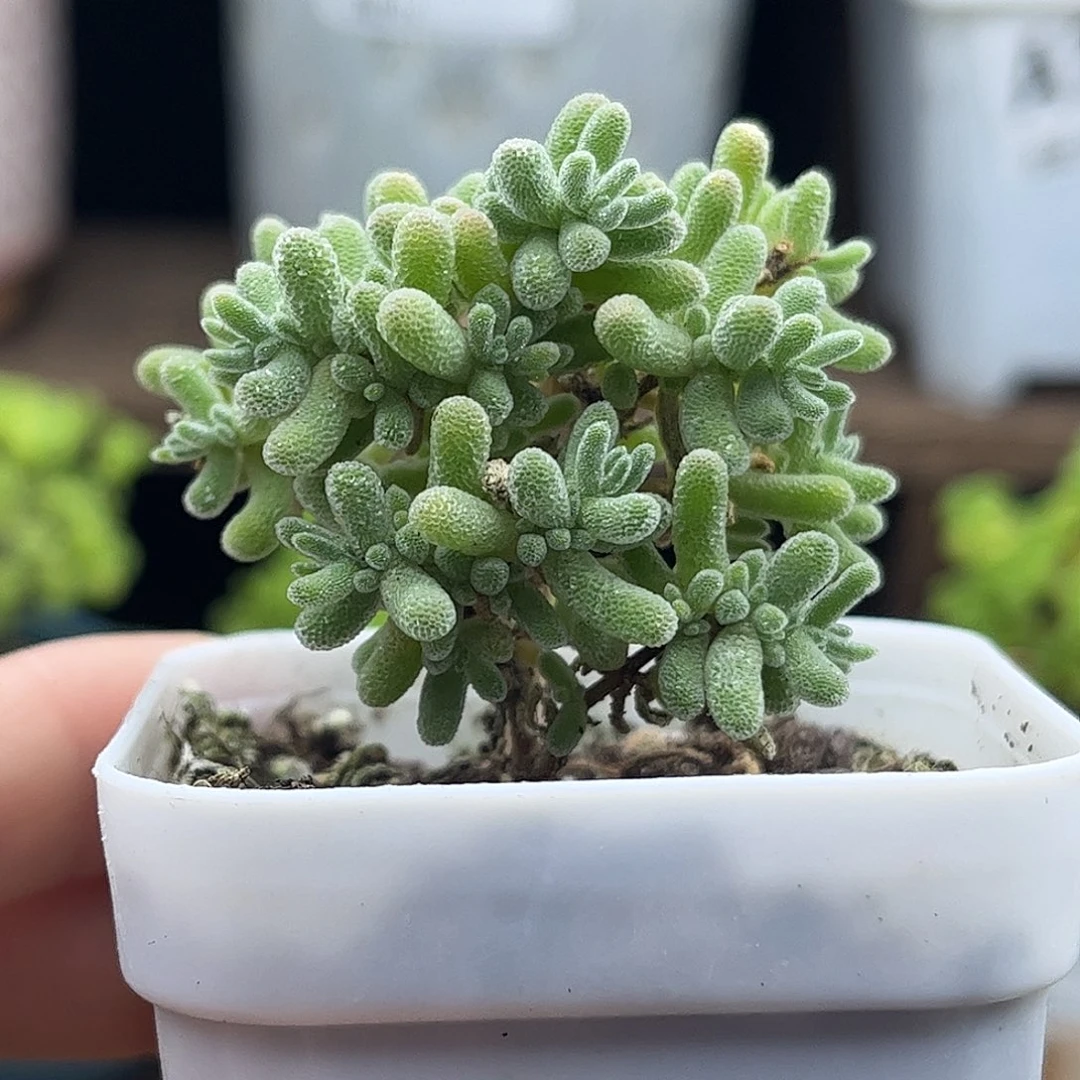 22紫冰晶优选枝干番杏