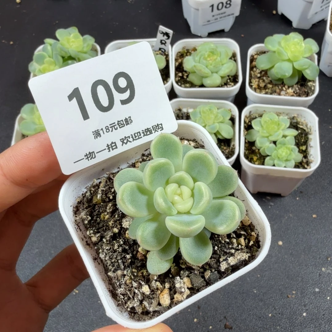 童话双头一物一拍109