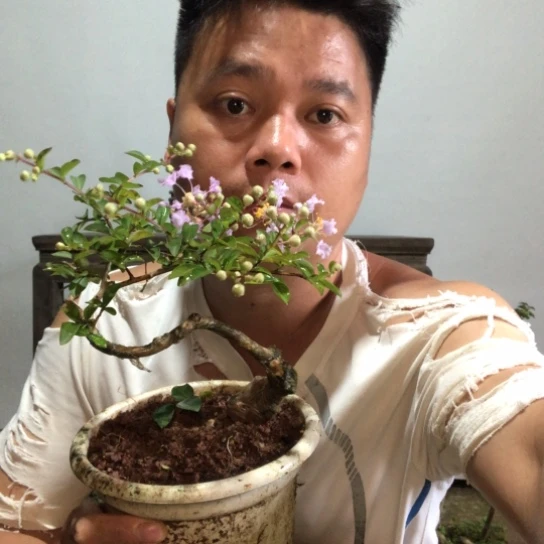 无花朵盆景素材盆栽