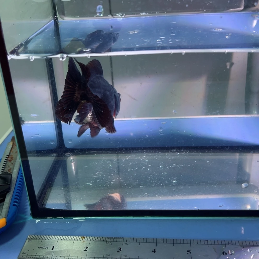 金鱼玛丽短尾10包邮