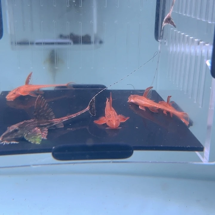 清道夫鱼29-055瑕疵红蜻蜓4条黑魔神直升机2条尺寸4-5
