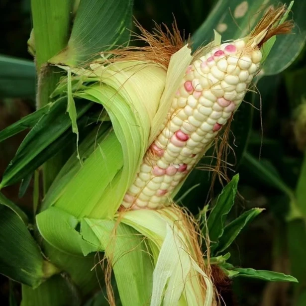 八卦洲新鲜白花甜糯玉米鲜甜可口现采现摘顺丰包邮送货到家1-5斤江苏省