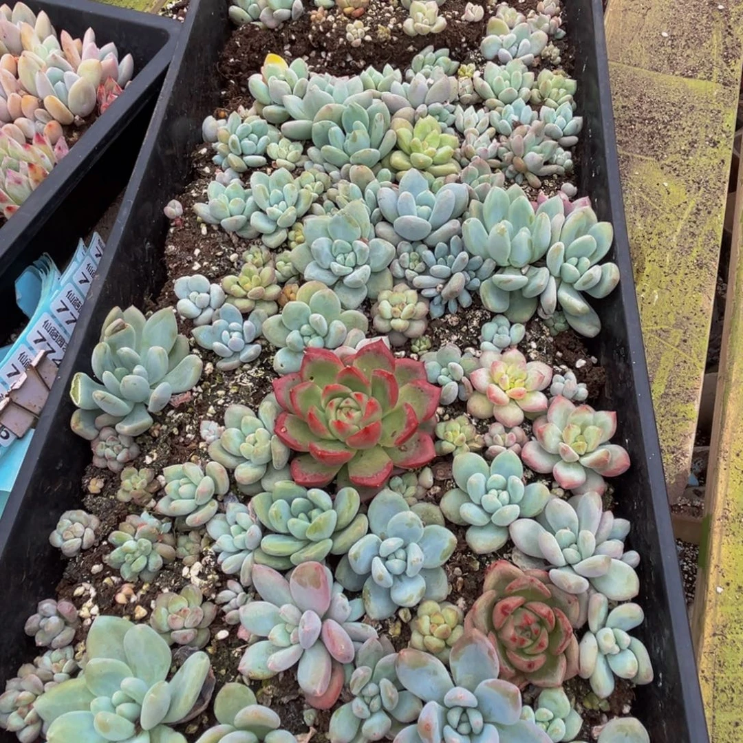 770多肉植物的生长发育规律