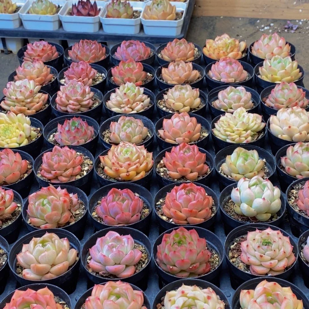 樱***子946的人在一起了。我是个