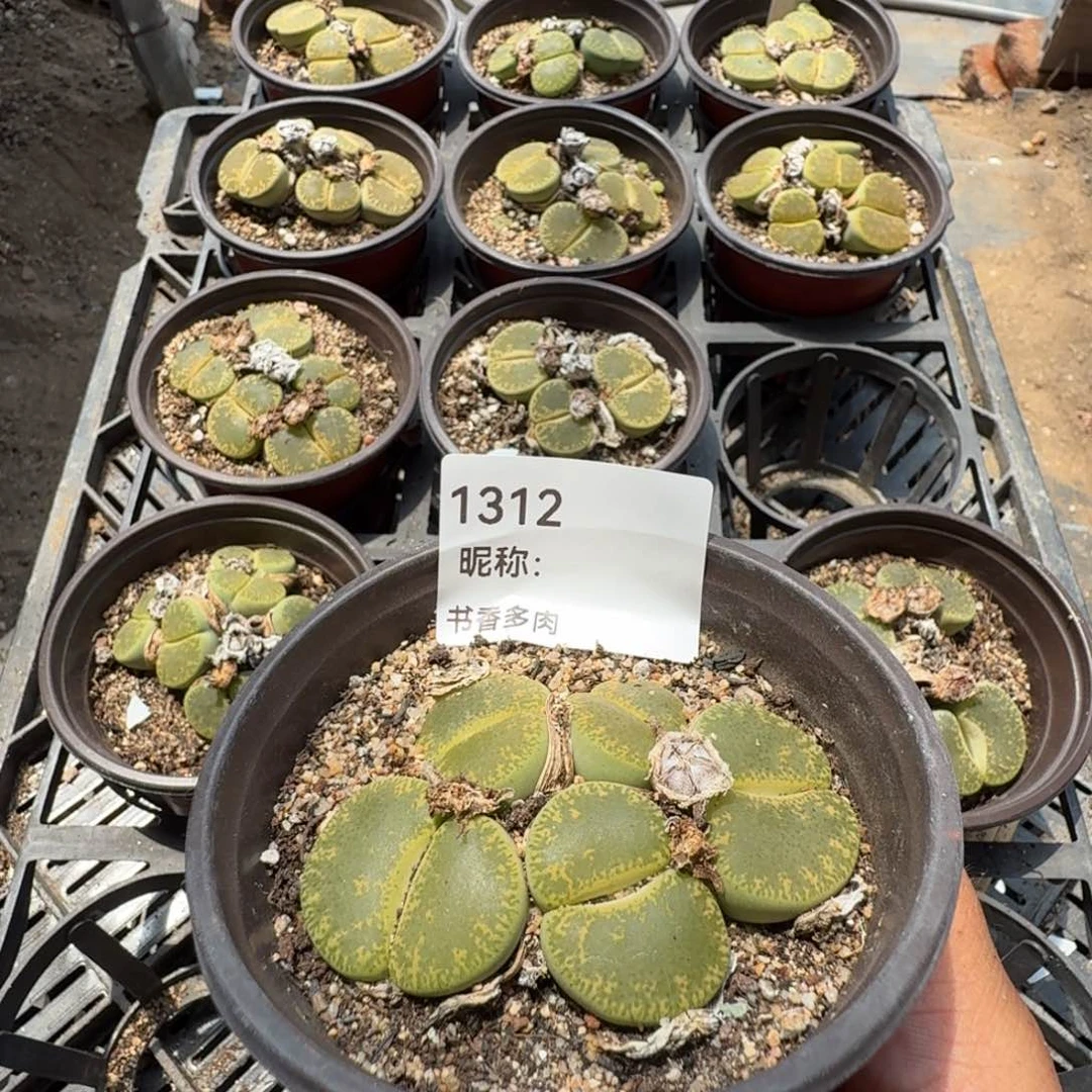 九***敏多肉植物多肉植物多肉植物