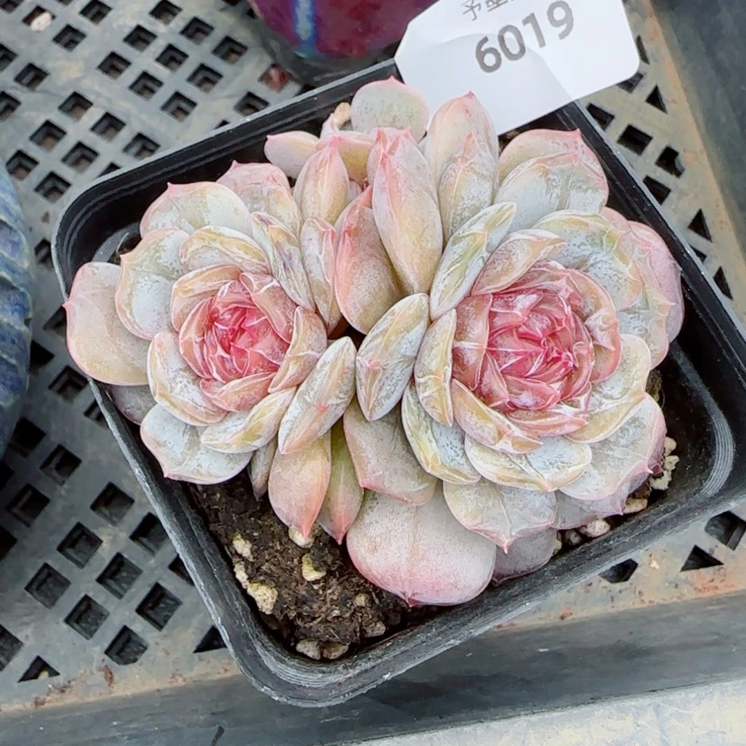 宫花，6019多肉植物