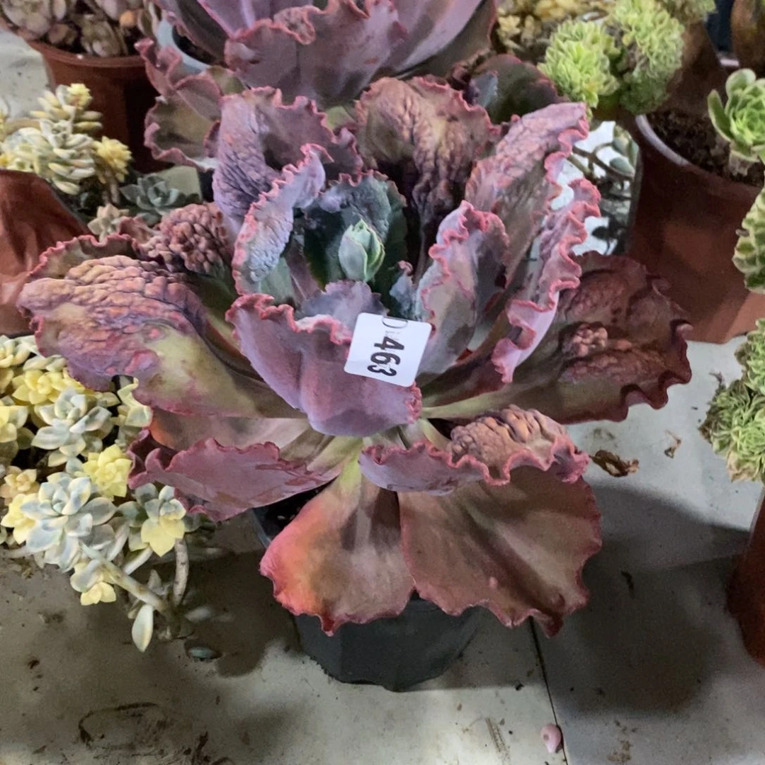 敏*463贝壳花粒多肉植物