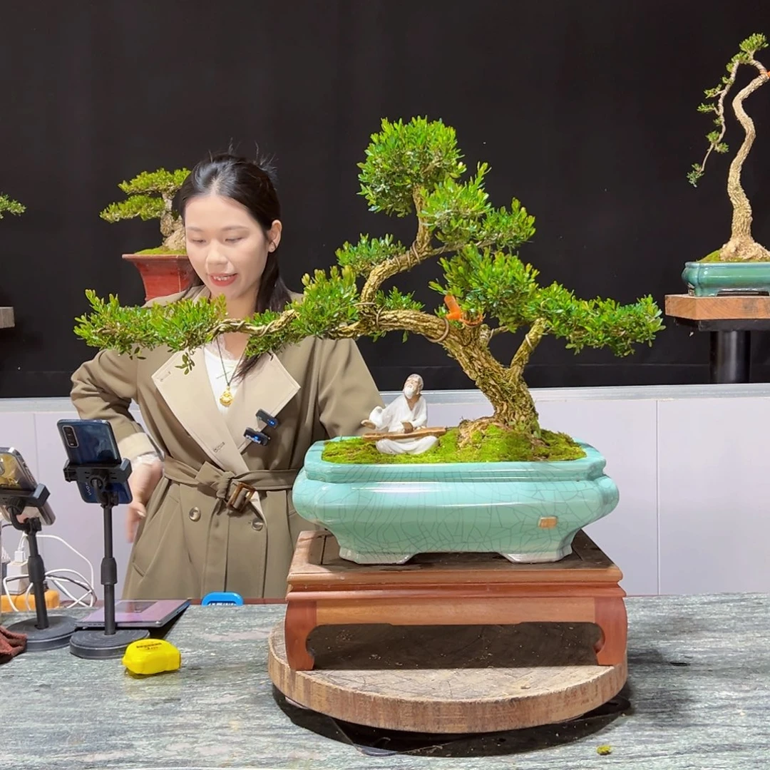 四季常青老桩黄杨盆景