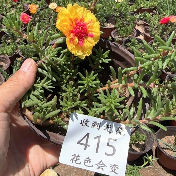 无花朵415网红色超小苗盆口10cm