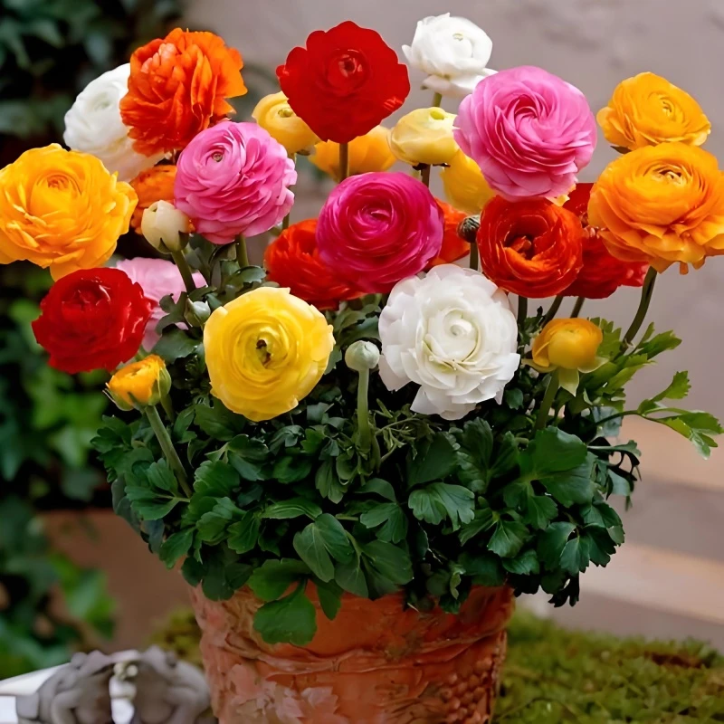 重瓣花毛茛洋盆栽牡丹花苗室外阳台室内外庭院花卉四季开花植物