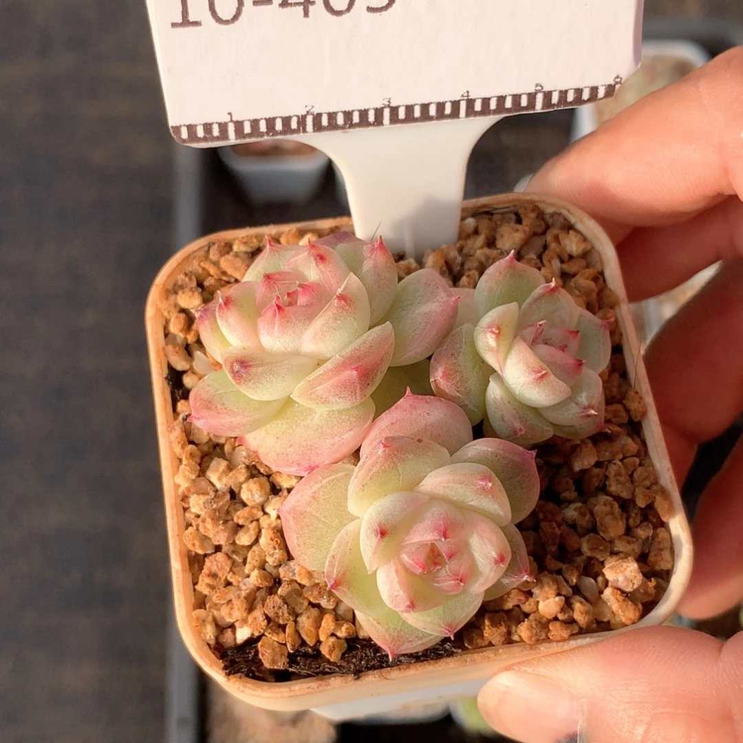 编号麦秆精品多肉58包邮