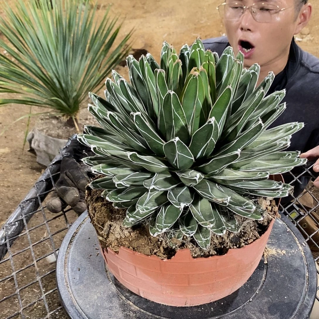 晨***1号屉之雪一物一拍