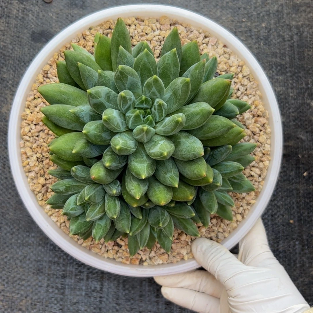 潜力股捧花重楼自然群多肉植物