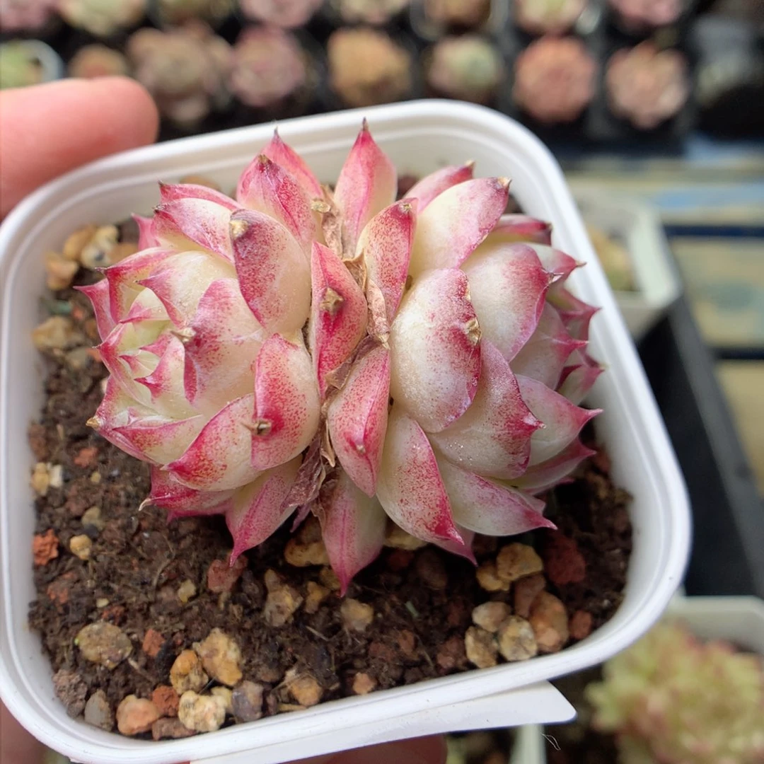 F160 ，柿子多肉20包邮两天凑单