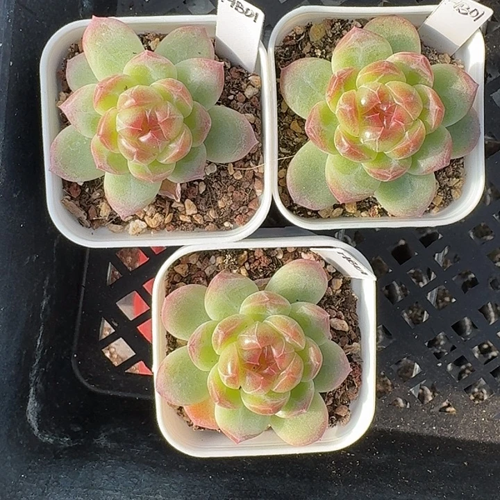 如图5.5白方优选珍妮HB01单头随机一颗