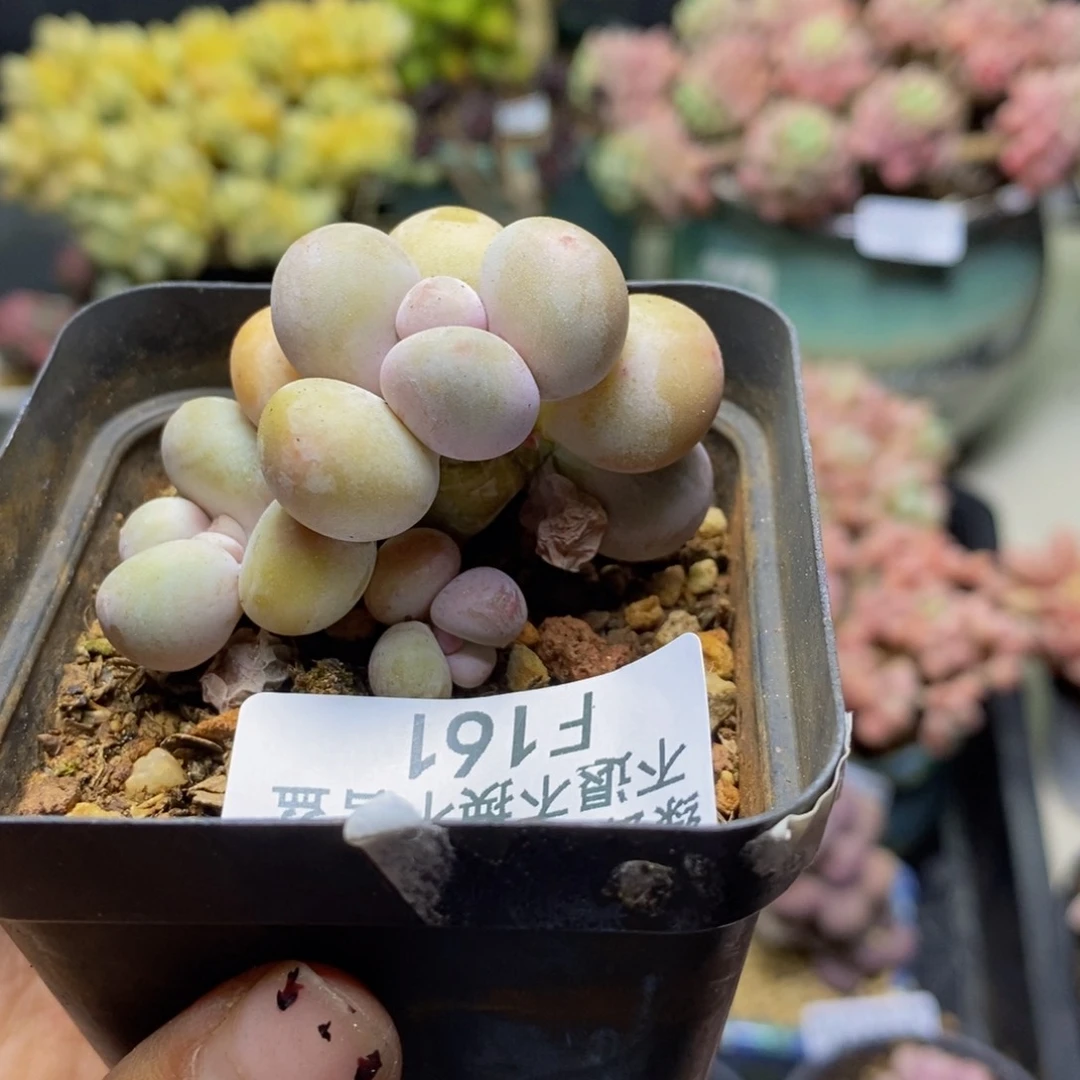 161蛋黄奶多肉4c m