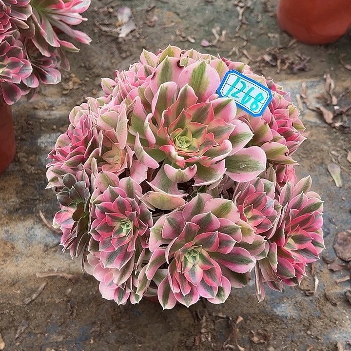 多肉植物粉女巫1268