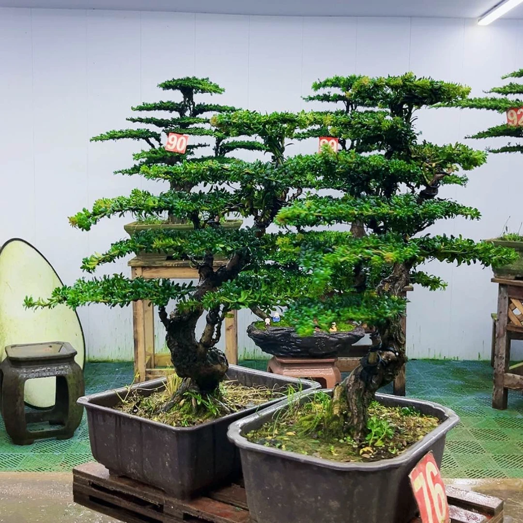 【闪购商品】无花朵