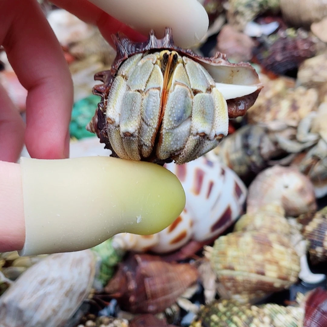 2.4口S级新几内亚金绿渐变虎纹