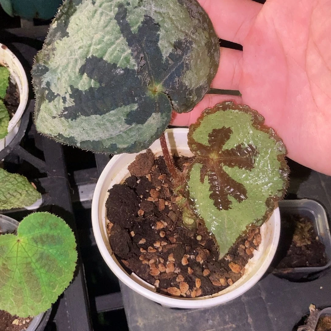 灯果秋海棠一物一拍