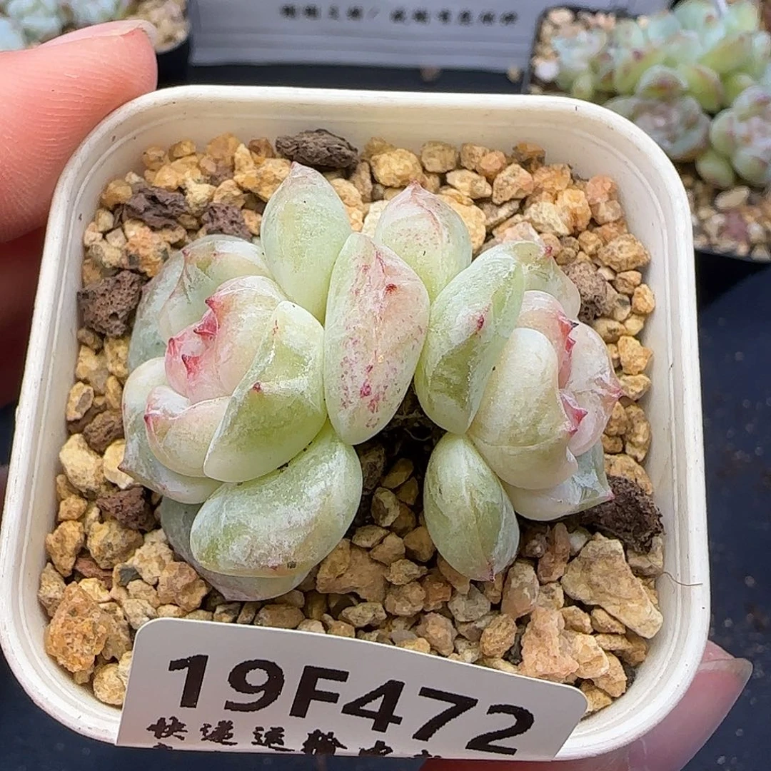 472双头整【满29包邮非偏远】