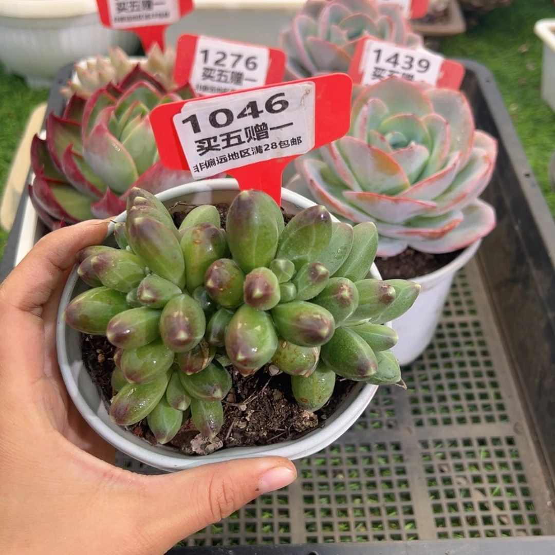 表妹精品多肉1046.