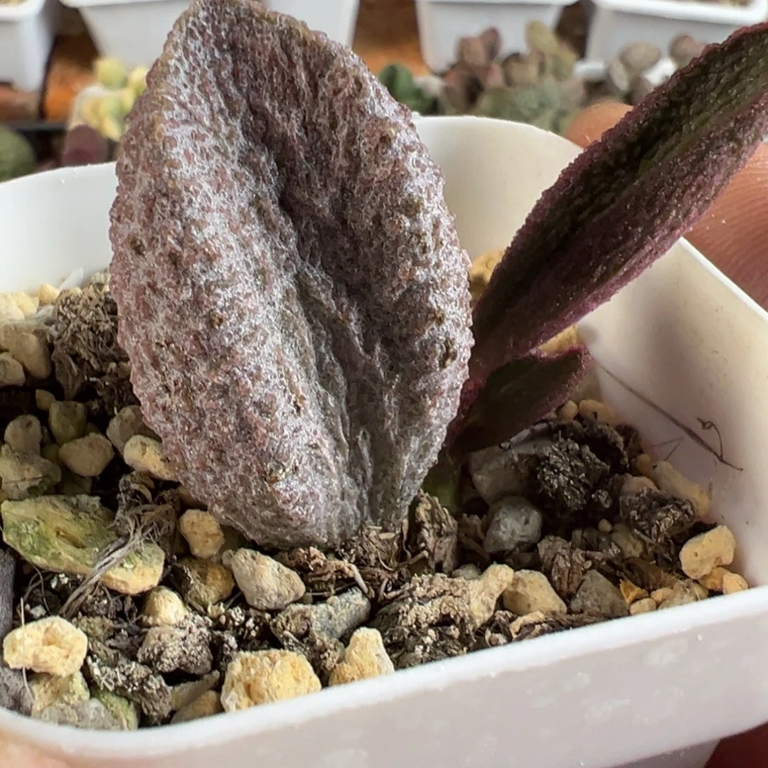 猪舌水泡多肉植物水泡