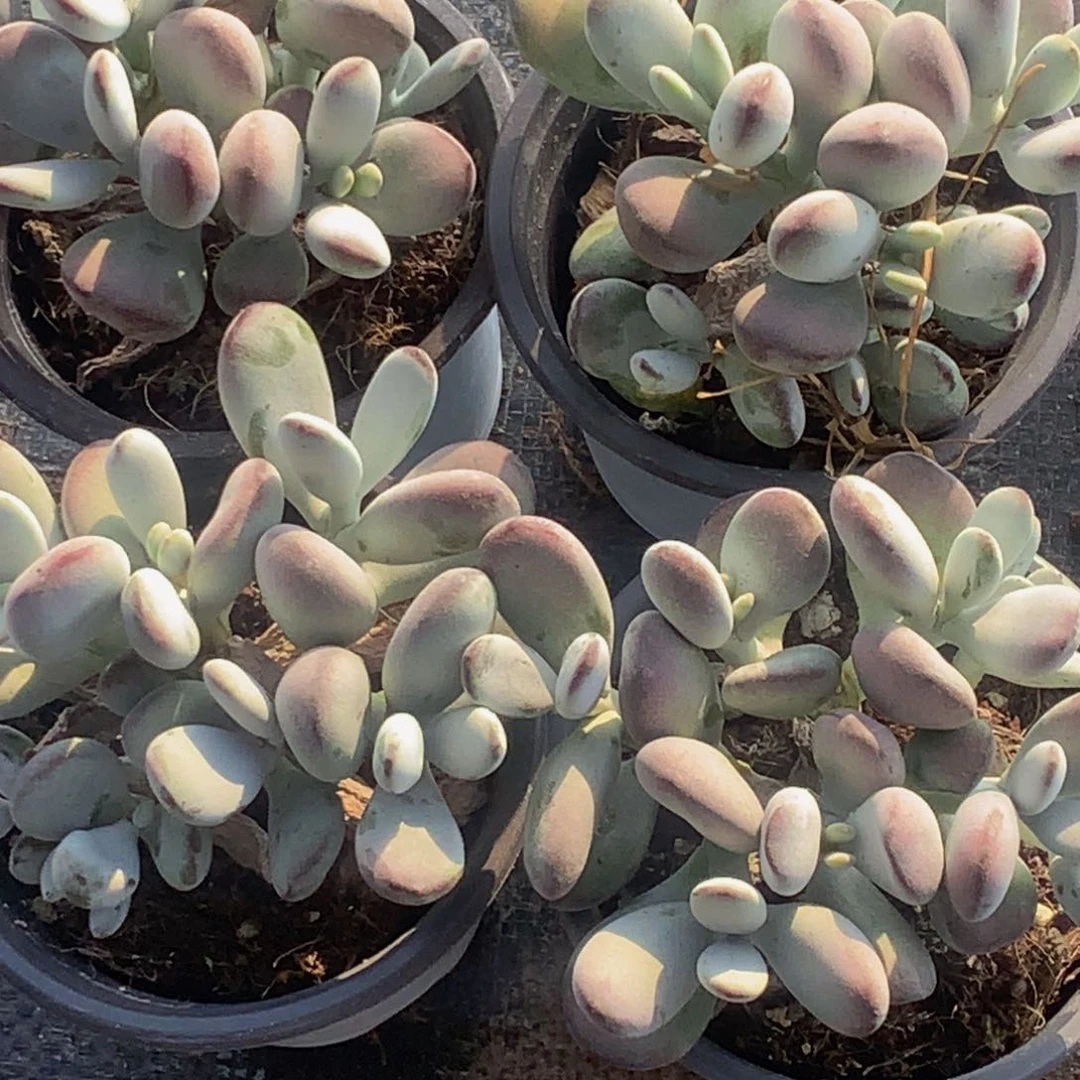 乒乓1颗。大。（满9.99包邮不满9.99发叶子）