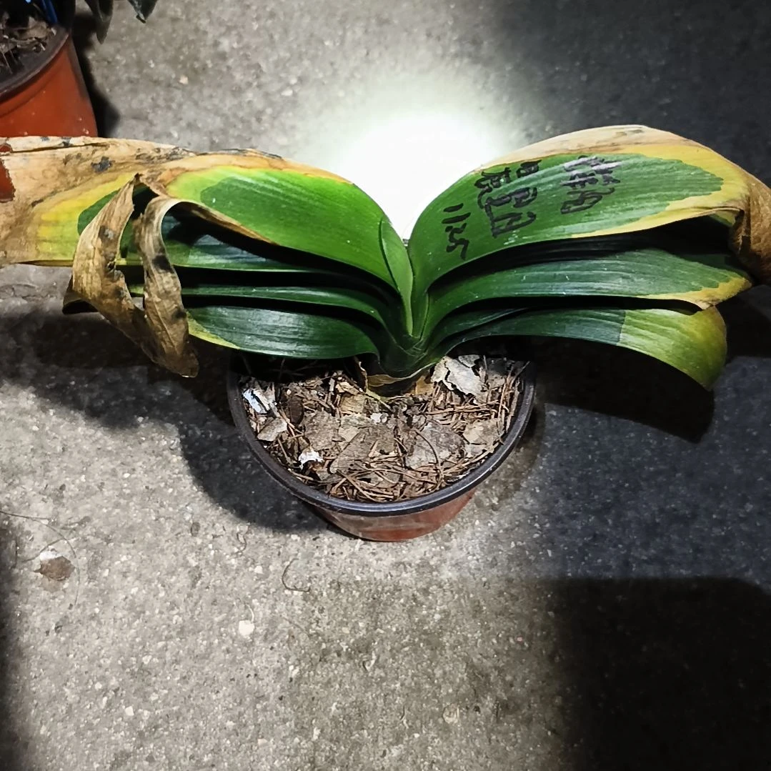 彩***完全开放辉阳苗残叶特惠苗一颗无售后