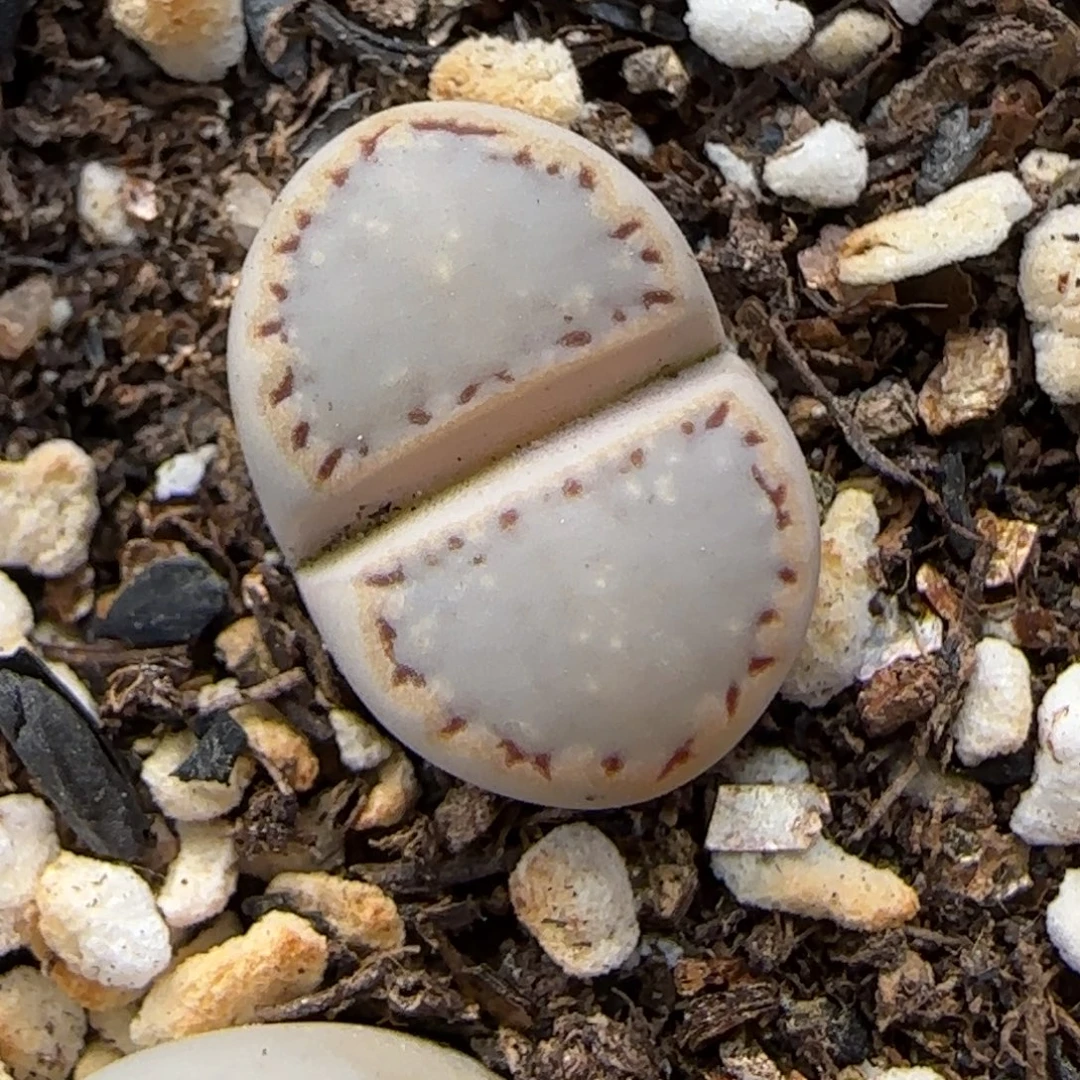 11.30.1621.6糖霜饼干.9123尺寸1.45cm