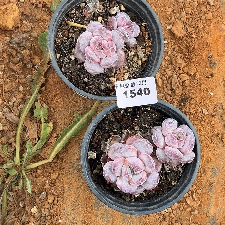 阿雅园艺。       1540