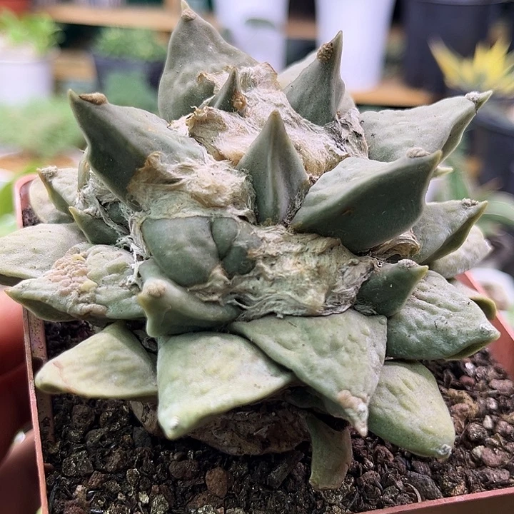 实生岩牡丹zzzzzzzzz