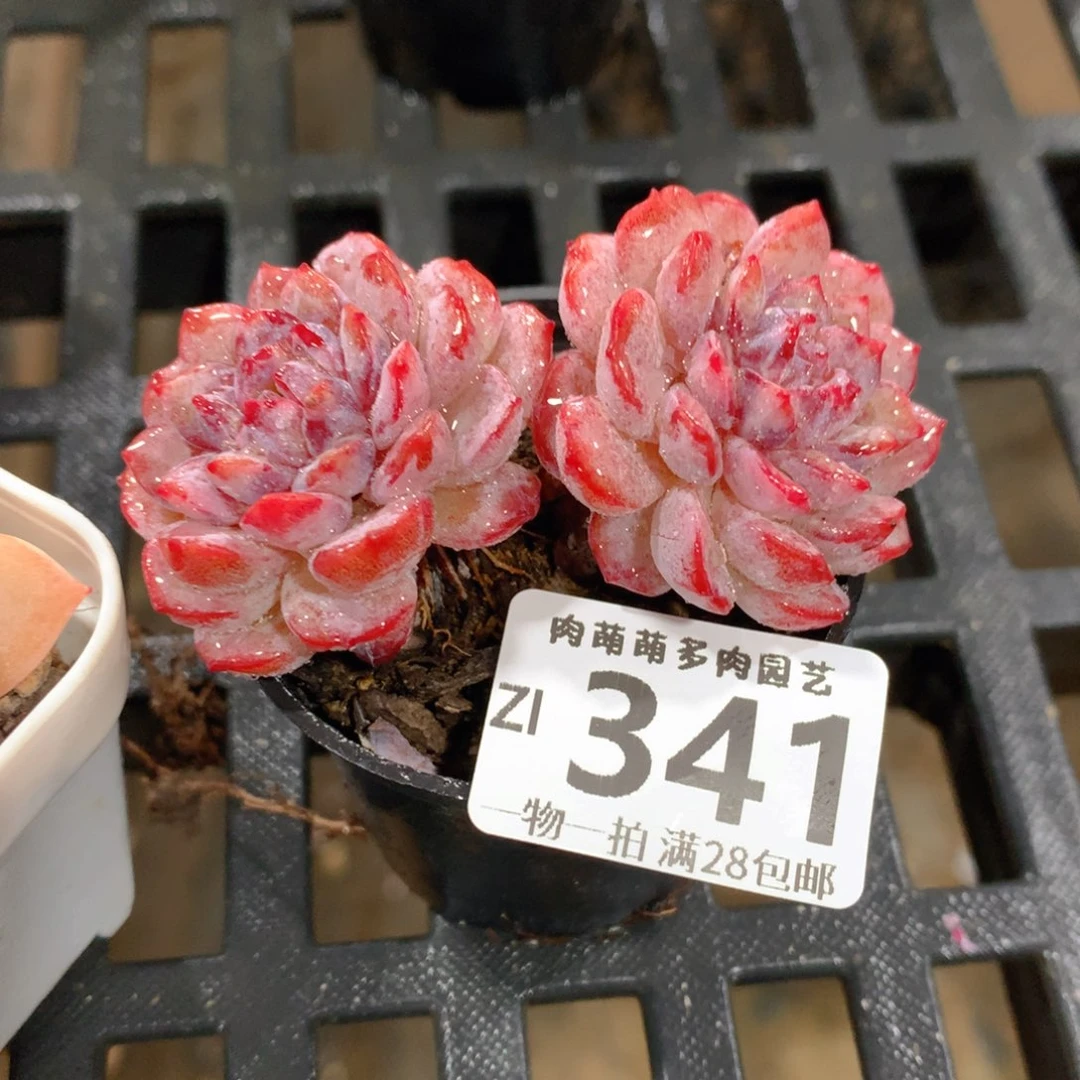 肉萌萌拇指盆精控多肉ZI341