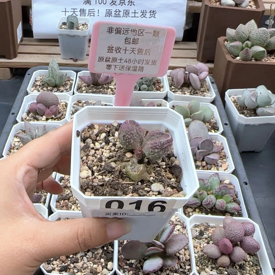 016胖伍多肉植物