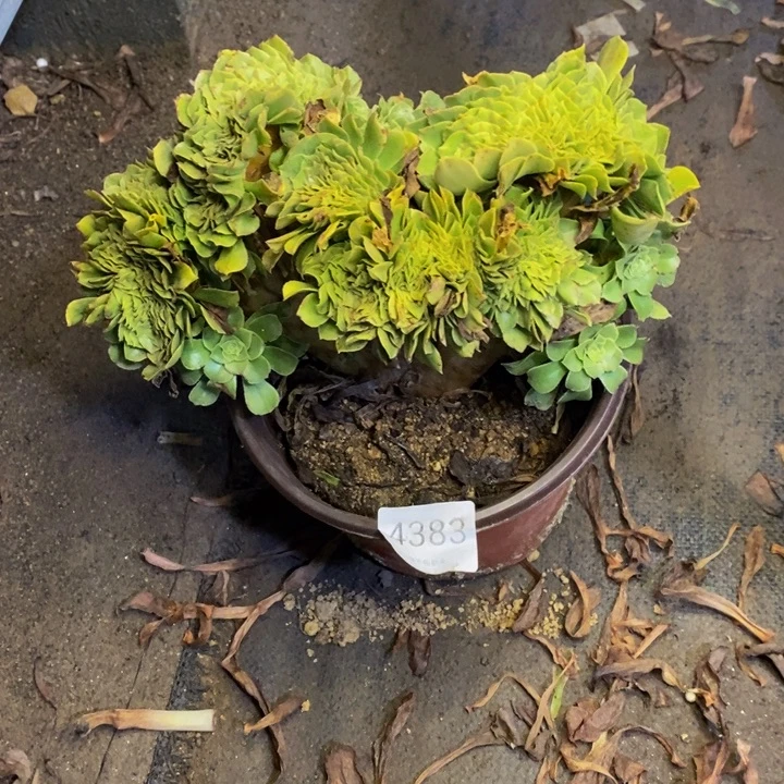 绿羊绒多肉断头不包4383