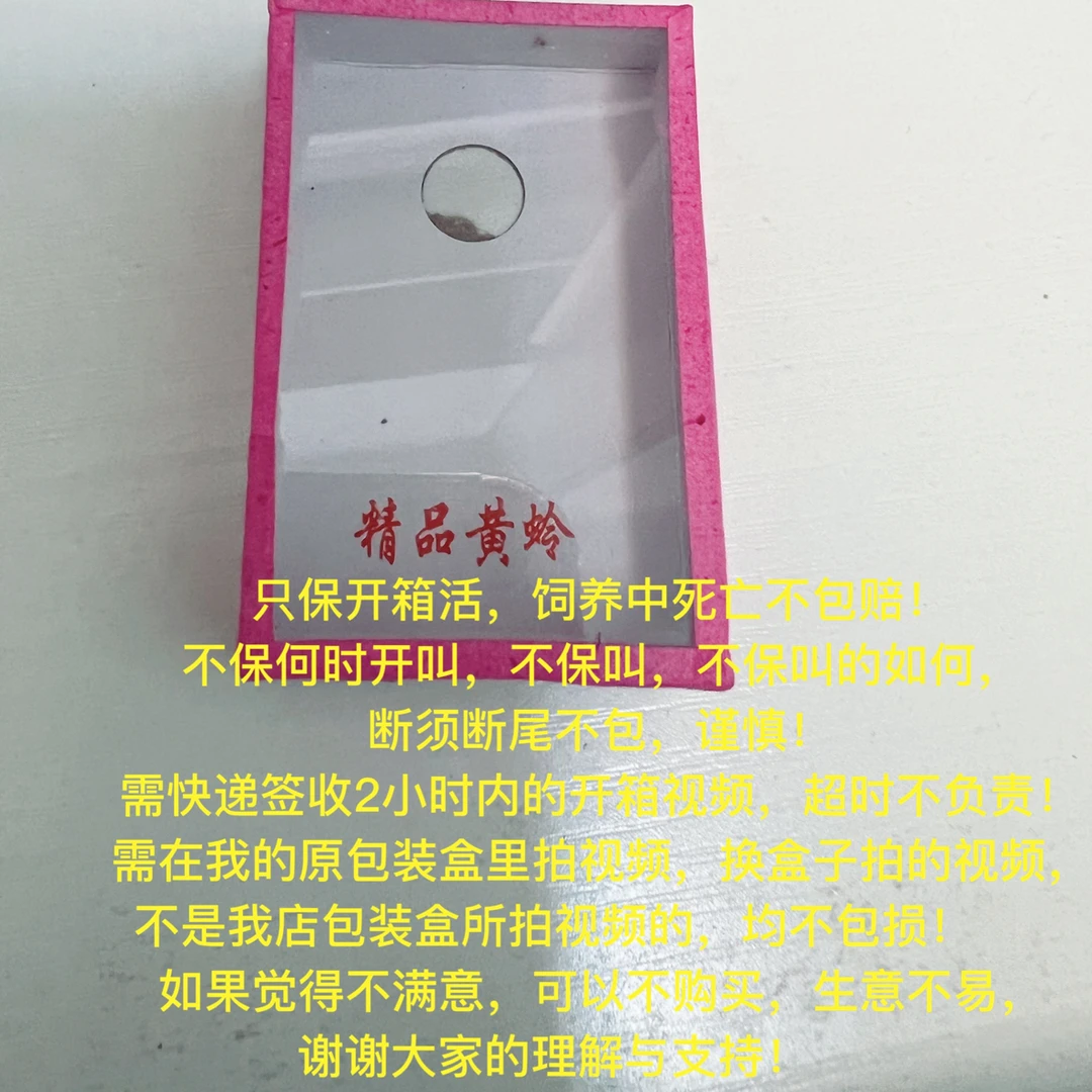 野生 短须 大黄蛉 纸盒（需快递到达2小时内开箱视频）