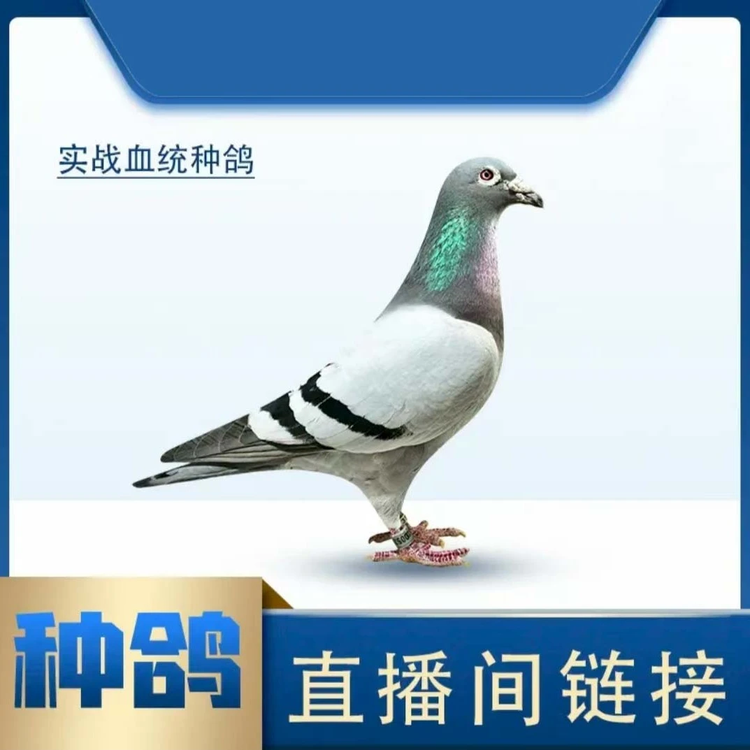 赛鸽种鸽信鸽成绩鸽青年鸽幼鸽等多种类型鸽子