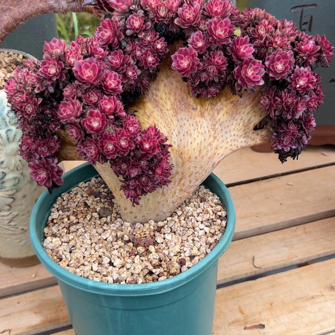 黑瞳超白全朵朵老桩