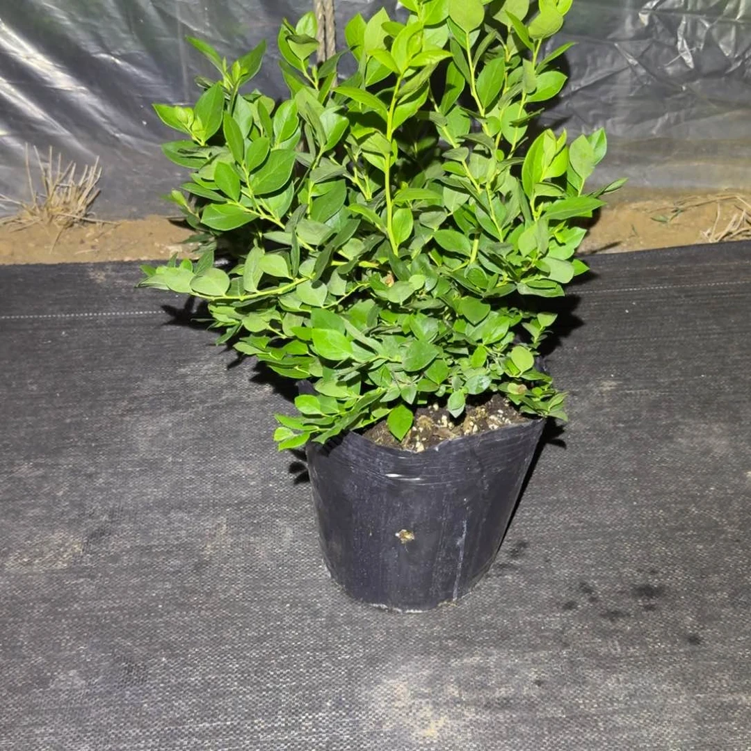 大钵25一物一拍挑好苗随机发