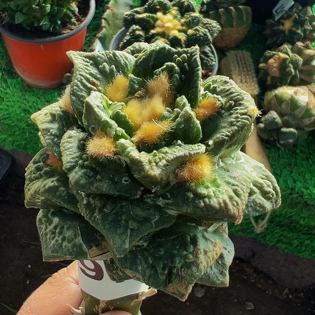 无花朵翘尤龟甲牡丹697