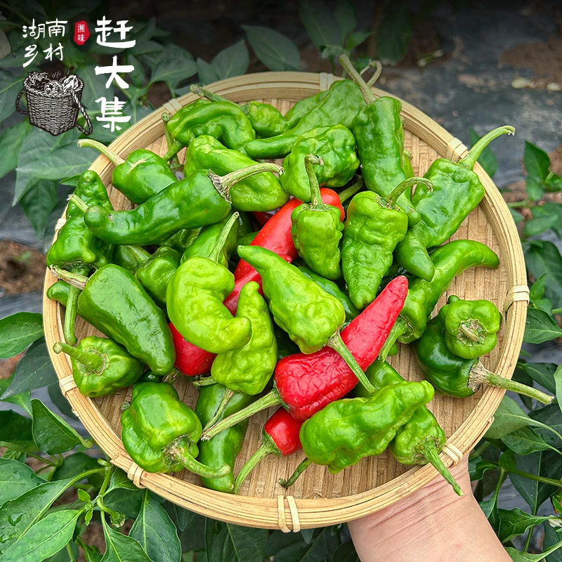 【赶大集】本地早辣椒湖南特产农家自种老品种土辣椒特辣椒泡泡辣椒