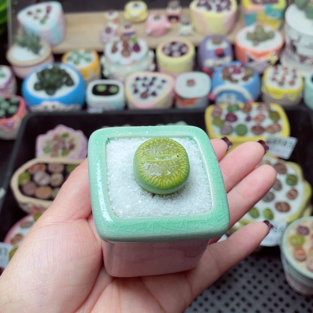 w5190 -零下地区拍保温箱-15支持寄养