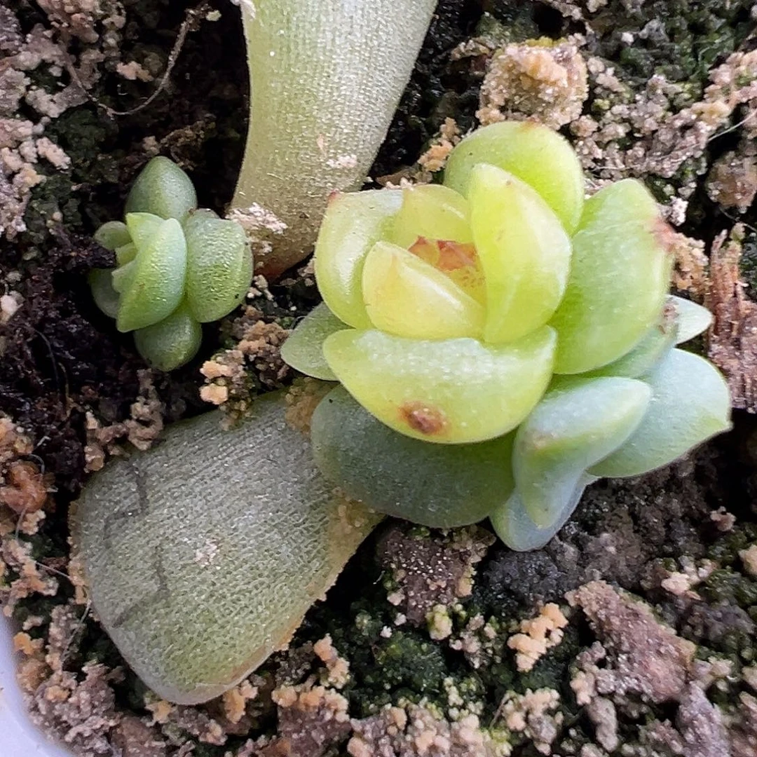 荔枝两颗叶插 福利