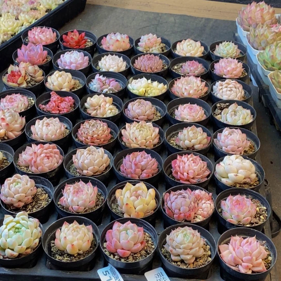 512多肉植物保护研究所所长助理