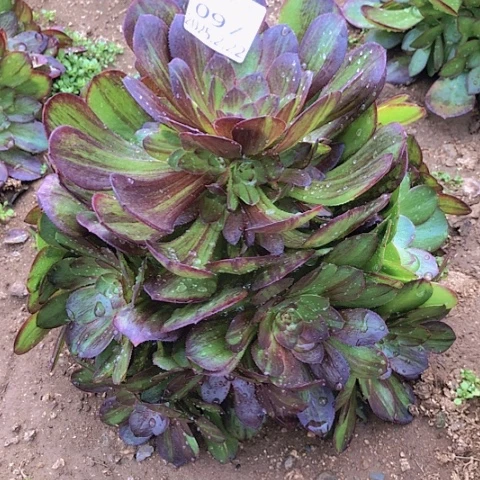 2.22-97花月夜多肉植物